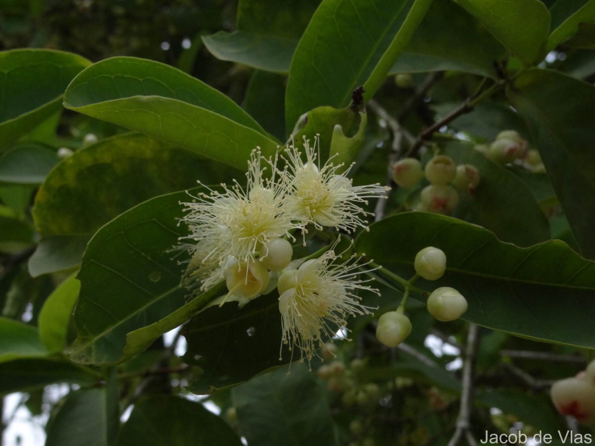 Syzygium samarangense (Blume) Merr. & L.M.Perry